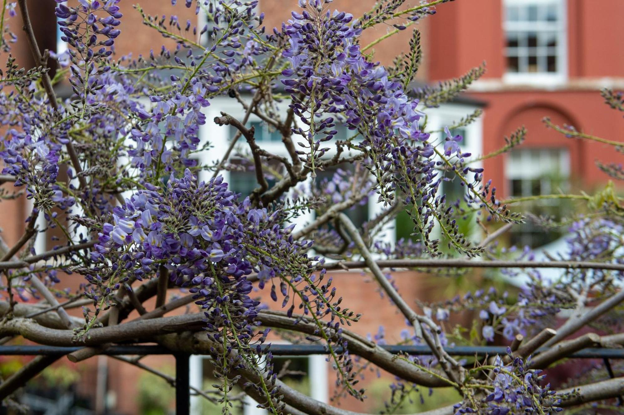 Darwin'S Townhouse Panzió Shrewsbury Kültér fotó Wisteria sinensis